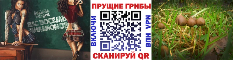 Псилоцибиновые грибы Magic Shrooms  Курчалой 