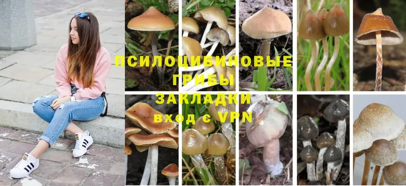 Галлюциногенные грибы GOLDEN TEACHER  где продают   Курчалой 