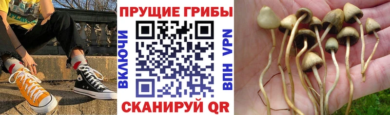 Псилоцибиновые грибы Magic Shrooms Курчалой